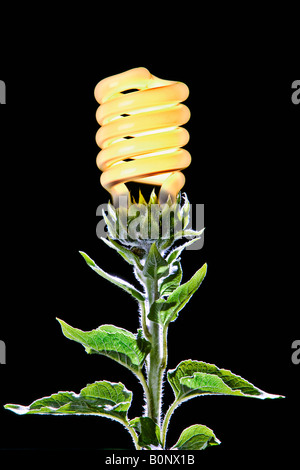 Sonnenblumen Pflanze mit kompakte Leuchtstofflampe Stockfoto