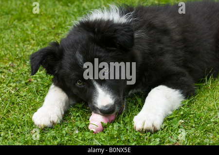 Jack die 8 Wochen alten Border-Collie-Welpen Kauen sein Spielzeug Stockfoto