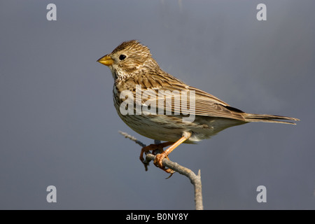 Grauammer auf Ast, East River, Skala Kolloni Lesbos, Griechenland. Stockfoto