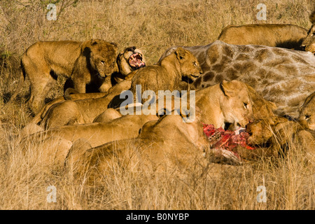 Lion pride Fütterung auf den letzten Giraffe töten Lion growls zeigt Zähne jüngeren Lions ein grauenhafter Anblick Safari im Okavango Delta Botswana zu entmutigen Stockfoto