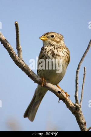 Grauammer ruht auf bevorzugt Zweig, Skala Kolloni, Lesbos. Stockfoto