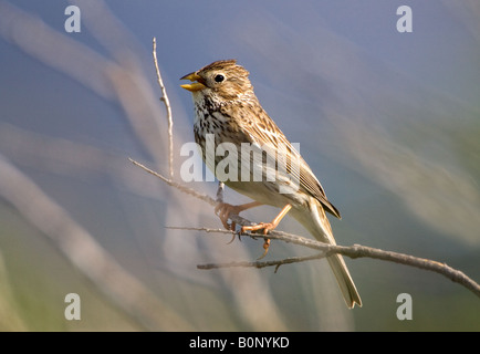 Corn Bunting singen unter den Zweigen, Lesbos (Lesvos) Griechenland. Stockfoto