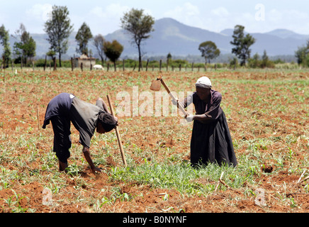 Kenia: Frauen Pflanzen ein Maisfeld in der Nähe von Eldoret Stockfoto