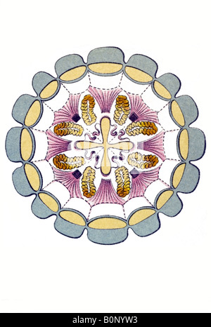 Peromedusae, Coronatae Name Periphylla Mirabilis, Schnitt, Haeckel, Jugendstil 20th Century Europe Stockfoto