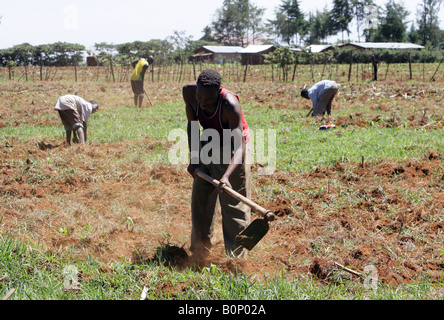 Kenia: junge Männer Pflanzen ein Maisfeld in der Nähe von Eldoret Stockfoto