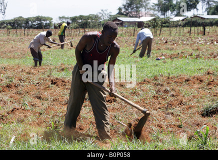 Kenia: junge Männer Pflanzen ein Maisfeld in der Nähe von Eldoret Stockfoto