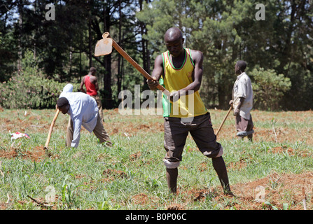 Kenia: junge Männer Pflanzen ein Maisfeld in der Nähe von Eldoret Stockfoto