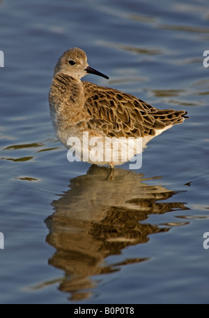 Ruff im Winterkleid an Kalloni Salinen, Lesbos, Griechenland. Stockfoto