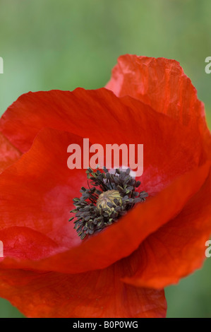 Nahaufnahme eines gemeinsamen roten Mohn Blume Stockfoto