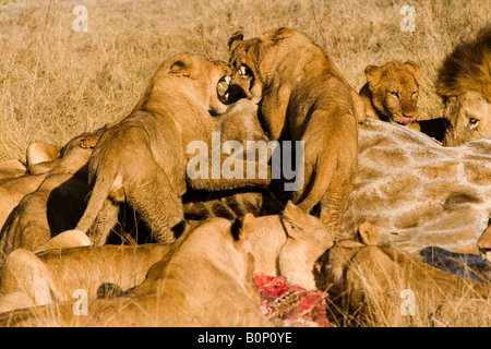 Stolz der hungrigen Löwen 2 Knurren und Zähne zeigen, konkurrierende vor kurzem getötet Beute Giraffe zu essen, während die männlichen Uhren Stockfoto