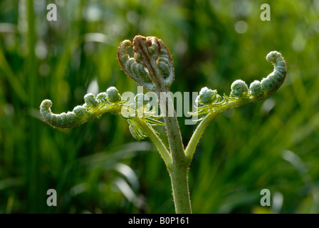 Bracken Pteridium aquilinum, Wales, Großbritannien. Stockfoto