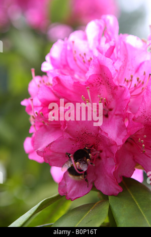 Hummel auf einer Rosa Azalee Blüte. Stockfoto