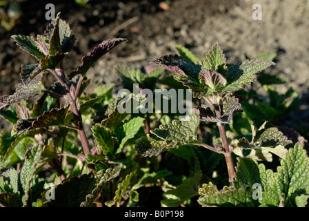 Katzenminze Nepeta cataria Stockfoto