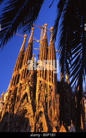 Sagrada Familia im Morgengrauen durch Palm trees Designed von Antoni Gaudi Barcelona Catalunya Spanien Stockfoto