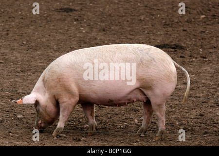 26. März 2008 Schweinefarm in Nottinghamshire große weiße Sus Scrofa Scrofa auch bekannt als der Yorkshire Stockfoto