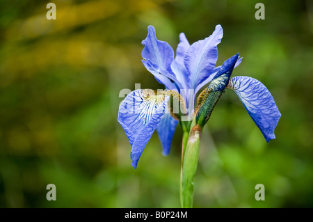 Blaue Iris Stockfoto