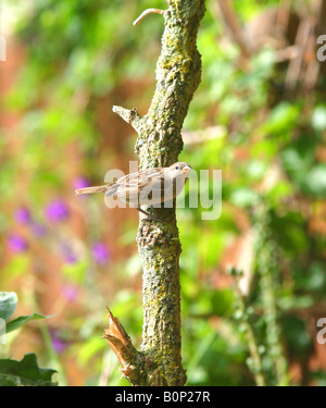 Spatz auf Ast Stockfoto