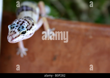 Nahaufnahme von Leopardgecko klettern aus Blumentopf Stockfoto