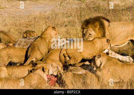 Close-up öffnen Blick auf die große Gruppe der Lions, weiblich und männlich, Fütterung auf Beute, eine neue Giraffe töten im Okavango Delta in Botswana Stockfoto