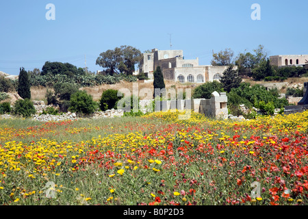 Blühende Wiese von Frühlingsblumen  Spring in Malta Stockfoto