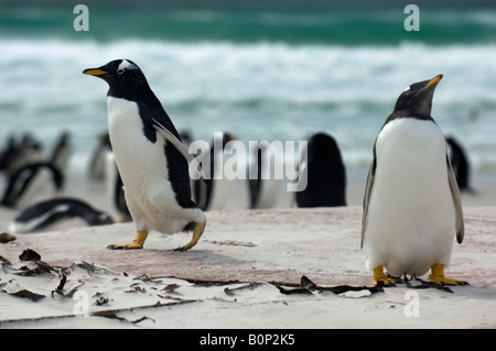 Neugierige Gentoo Penguins Auschecken der Fotograf bei Volunteer Point, Falkland Inseln Stockfoto