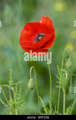 Einzelne Blüte und Knospen von gemeinsamen roten Mohn, Papaver rhoeas Stockfoto
