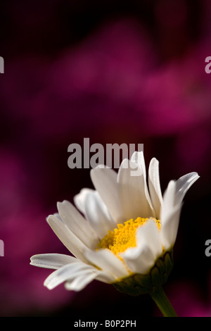 Mini-Margerite (Leucanthemum Paludosum) Blume im Stadtgarten, Northern California Stockfoto