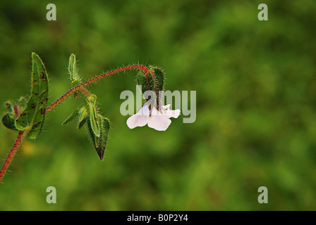 Nahaufnahme Blume Stockfoto