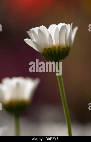 Mini-Margerite (Leucanthemum Paludosum) Blume im Stadtgarten, Northern California Stockfoto