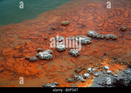 Farbenfrohe Mineralablagerungen im geothermischen Pool im Wai-o-Tapu, in der Nähe von Rotorua, North Island, Neuseeland Stockfoto