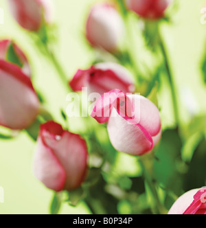 Studioaufnahme von rosa Rosen auf grünem Hintergrund Stockfoto