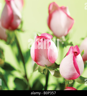 Studioaufnahme von rosa Rosen auf grünem Hintergrund Stockfoto