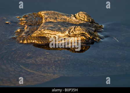 Amerikanischer Alligator saugt Sonnenlicht am Rand des Teiches, Everglades National Park, Florida Stockfoto