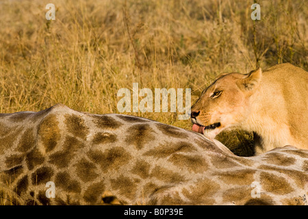 Profil 1 Löwin Zunge leckt die Haut, Korpus der letzten Töten einer erwachsenen Giraffe close-up Tierwelt verhalten Savanne Okavango Botswana Afrika Stockfoto