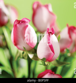 Studioaufnahme von rosa Rosen auf grünem Hintergrund Stockfoto