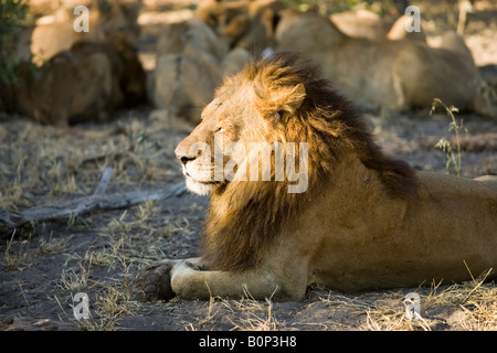 Close up Inhalt männliche Löwe sonnen sich majestätisch nach dem Essen, Lion pride Frauen in Soft Focus Hintergrund sammeln. Stockfoto