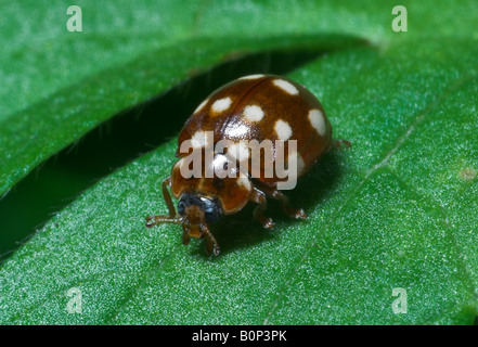 Creme-Spot Ladybird Calvia 14-Guttata. UK Stockfoto