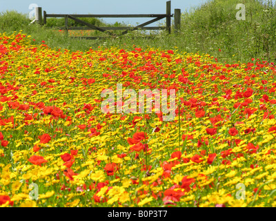 Wildblumenwiese in West Pentire, Cornwall Stockfoto