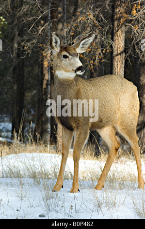 Ein vertikales Bild eines junge Maultierhirsche stehenden in die wärmende Sonnenlicht Stockfoto