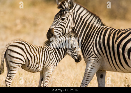 Schützende Mutter & Baby Zebra stand in Savuti Savanne Botswana, Köpfe zusammen in liebevoller Haltung in weichen warmen Licht des späten Nachmittags Stockfoto