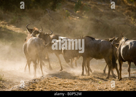 Gnus kämpfen in einer Wolke aus Staub auf dem Trockenen Bank von savuti Kanal, um zu bestimmen, welche das Wasser erste Safari Sichtung Botswana Afrika Kreuz wird Stockfoto