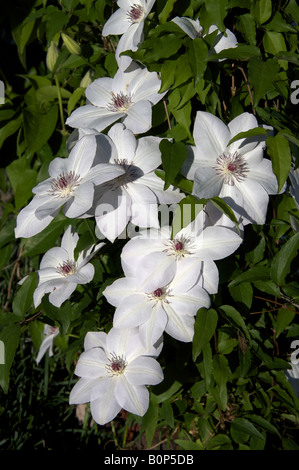 Ein schönes Foto von Miss Bateman Clematis Stockfoto