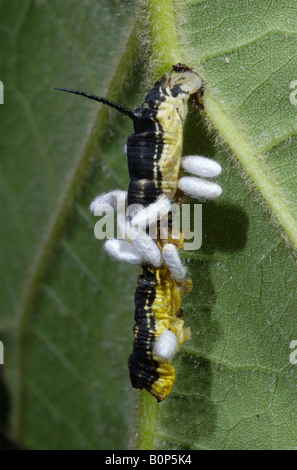 Ein verkümmerten "Catalpa Sphinx Motte" Raupe trägt die Kokons der parasitären Braconiden Wespe Cotesia sp. Stockfoto