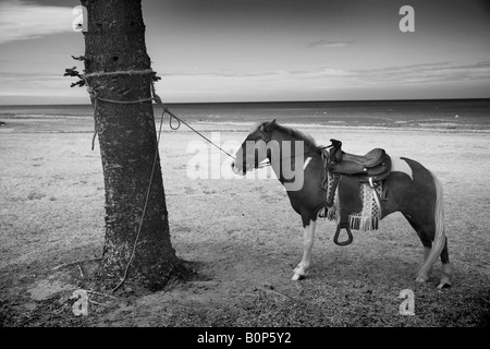 kleines Pony mit Sattel gefesselt um Baum an der Küste wartet auf Kunden für Fahrt Stockfoto