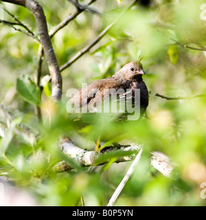 Weibliche Kalifornien Wachteln Deckung in einem baumartiger Strauch. Stockfoto