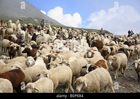 Lokalen Ziegen genannt als Pashmina (Capra Hircus), am Rohatang-Pass in Manali Himachal Pradesh, Indien Stockfoto