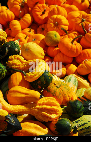 Dekorative Kürbisse auf Bauernmarkt im Herbst Stockfoto