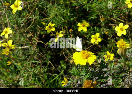 Schmetterling auf Blume Stockfoto
