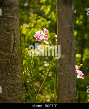 COSTA RICA Wid lila Orchidee im Regenwald Karibik Neigung einstellen Stockfoto