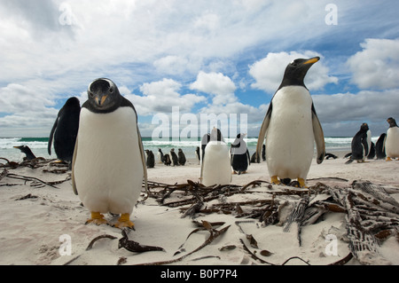 Breit und niedrig Winkel fotografieren von Gentoo Penguins Auschecken der Fotograf am Strand von Volunteer Point, Falkland-Inseln Stockfoto